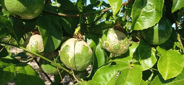 Frutos deformados e manchados por trips