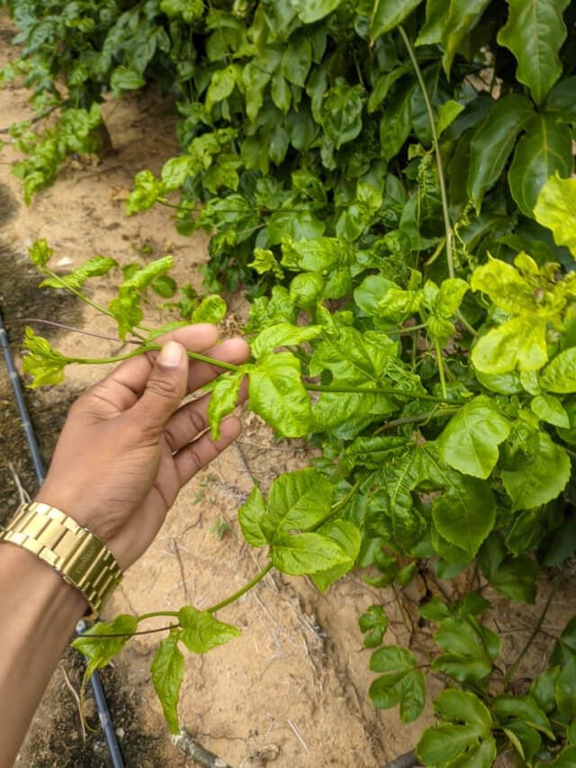 Travamento das ponteiras causado por trips