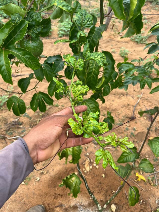 Viroses que matam as plantas causadas por trips